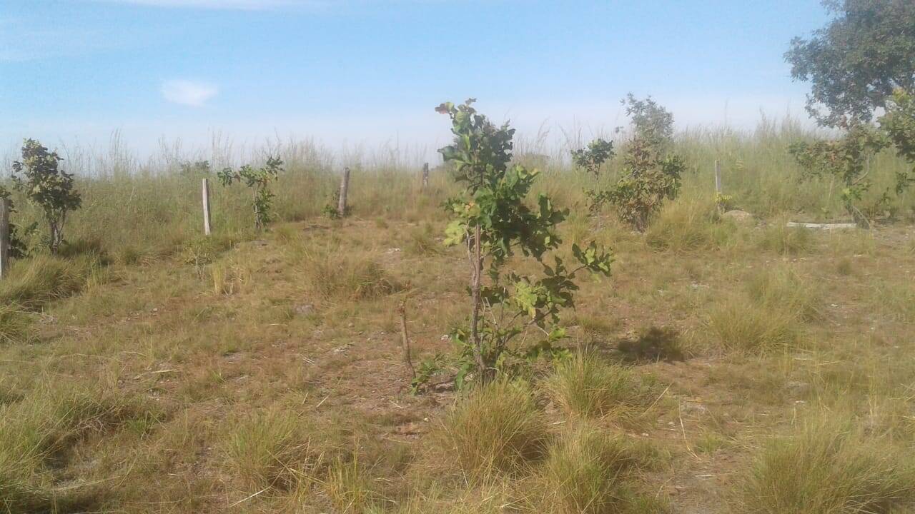 Fazenda à venda - Foto 6